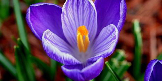 Рецепт мороженое рикотта на меду