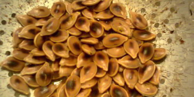 Рецепт поджаренные тыквенные семечки