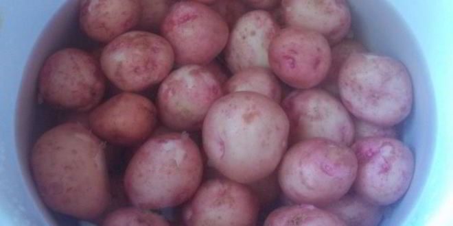 Рецепт молодой картофель с лимонно-зеленым маслом