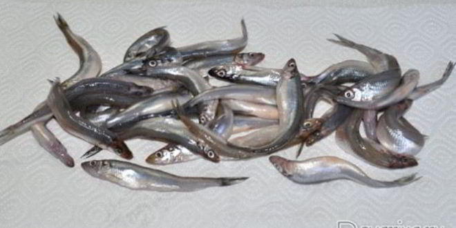 Рецепт жаренная корюшка