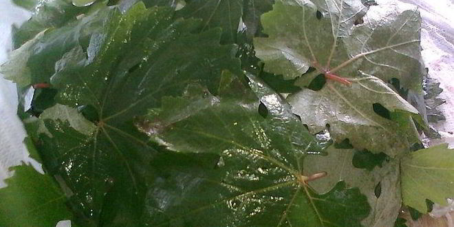 Рецепт долма из копченой рыбы