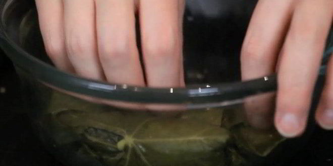 Рецепт долма с индейкой и кускусом