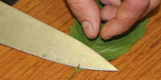 Рецепт грузинской долмы