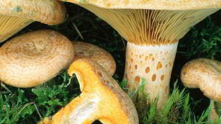 Рецепт Грибы млечники