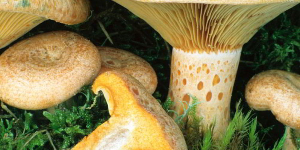 Как приготовить грибы млечники