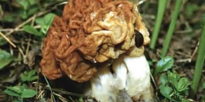 Рецепт грибы строчки