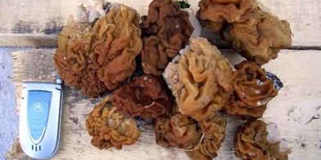 Рецепт грибы строчки