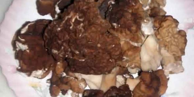 Рецепт грибы строчки