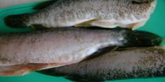 Рецепт котлеты из щуки