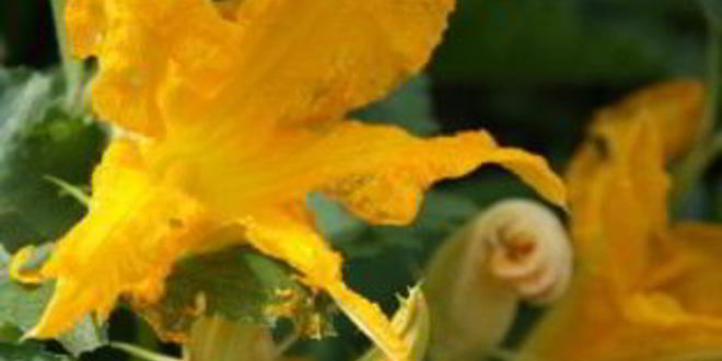 Рецепт жареные цветы кабачков