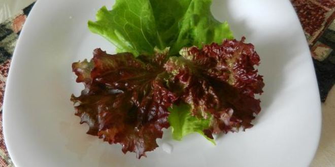 Рецепт фрикасе из кролика