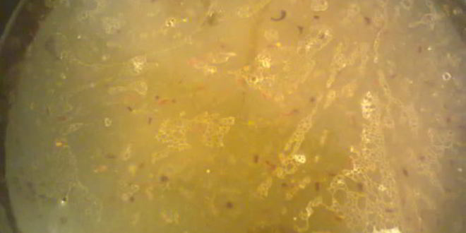 Рецепт рагу из свинины с яблоками