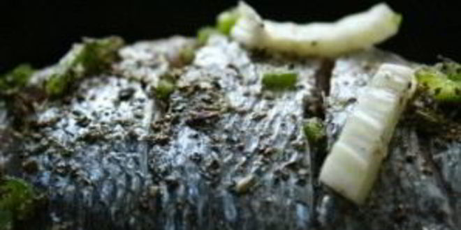 Рецепт дорада