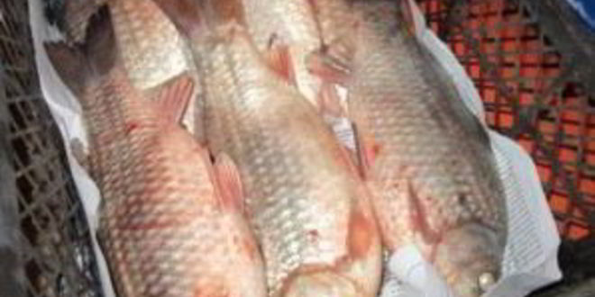 Рецепт карась горячего копчения