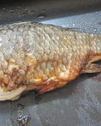 Речной окунь в духовке без чистки чешуи