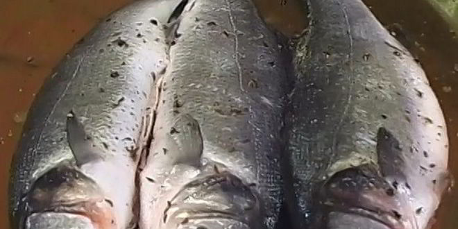 Рецепт сибас, запеченный в духовке