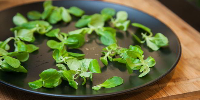 Рецепт тунец на гриле