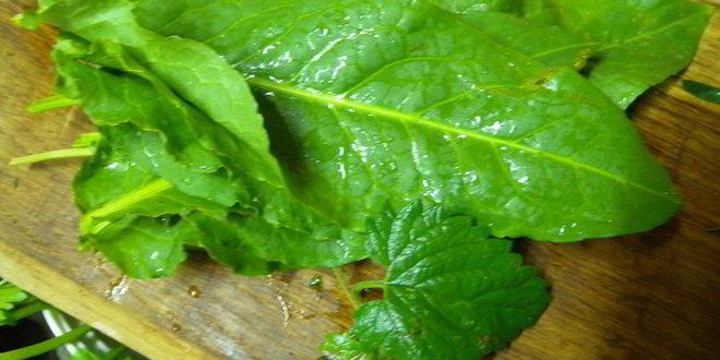 Рецепт угорь со сливочным соусом, тушенный в апельсиновом соке с травами и калиной