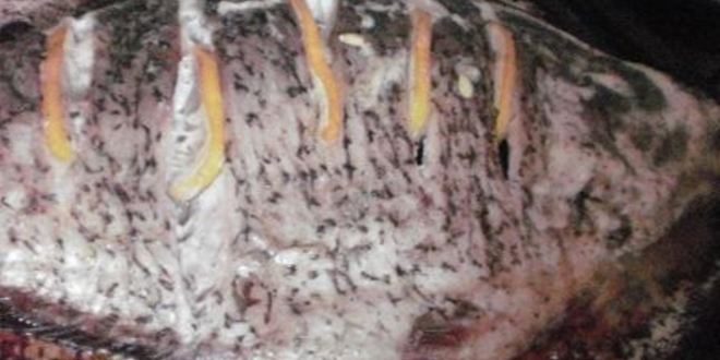 Рецепт запеченная рыбка