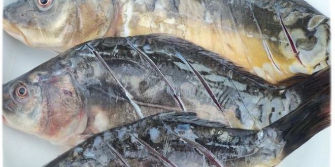 Рецепт запеченные зеркальные карпы