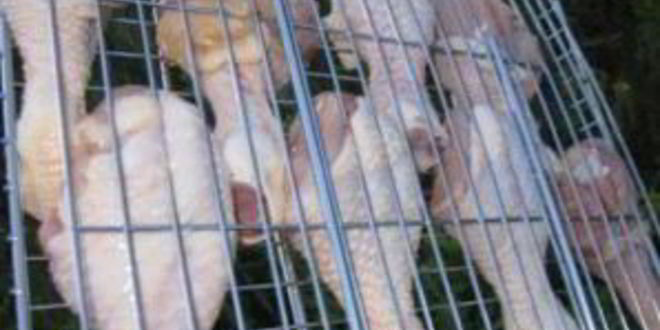 Рецепт шашлык из куриной голени