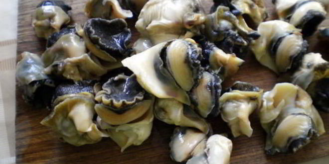 Рецепт шашлыки из рапана