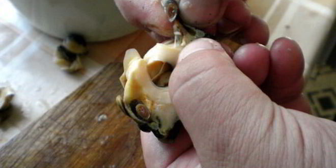 Рецепт шашлыки из рапана