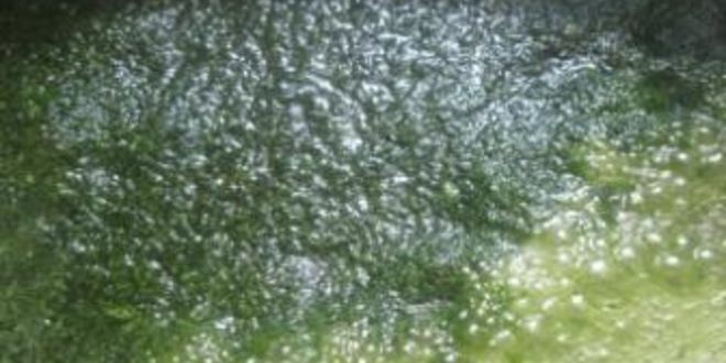 Рецепт мятный сироп