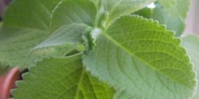 Рецепт мятный сироп