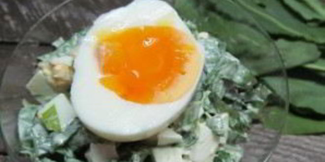 Рецепт салат из щавеля с яйцом