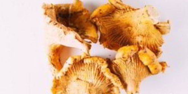 Рецепт салат с лисичками