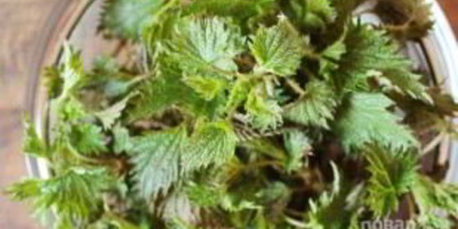 Рецепт борщ с крапивой