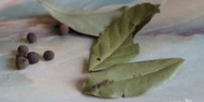 Рецепт грибной суп из подберезовиков