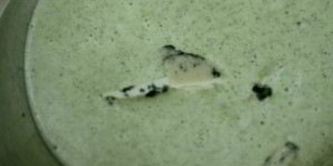 Рецепт крем-суп из брокколи с плавленым сыром