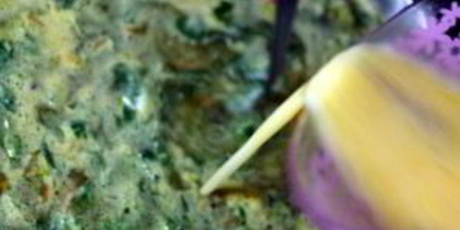 Рецепт суп из крапивы с мясом