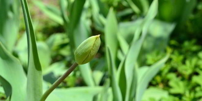 Рецепт чизкейк даниэль