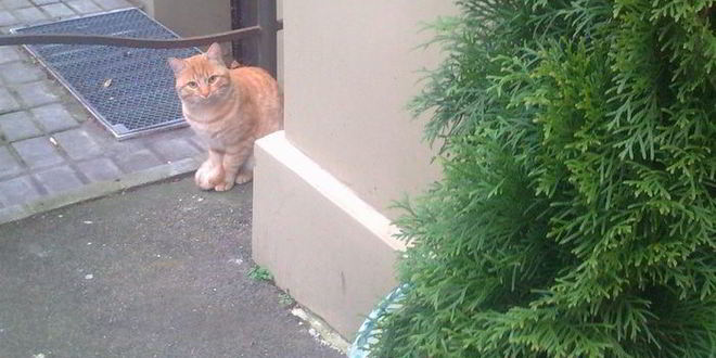 Рецепт чизкейк в микроволновке