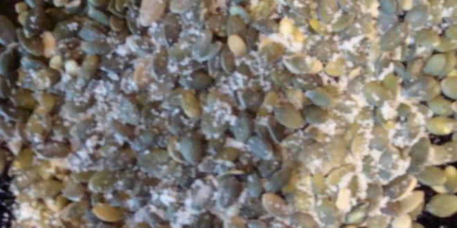 Рецепт чесночная фокачча с майораном и тыквенными семечками