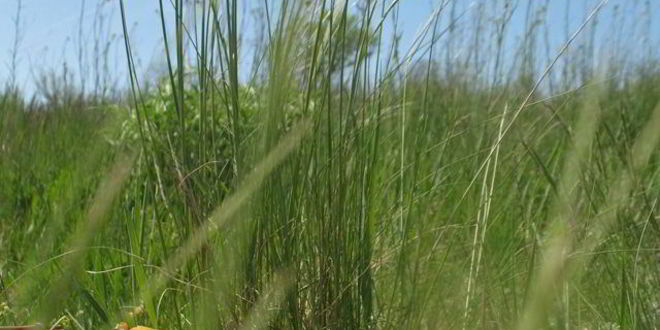 Рецепт картофельные маффины