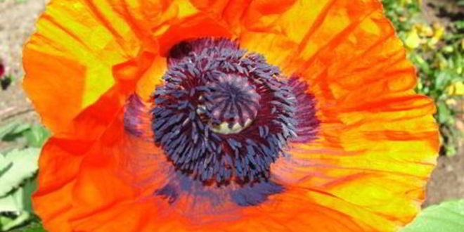 Рецепт маффины на пахте с яблоком и корицей