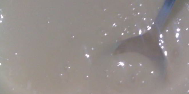 Рецепт маффины с пьяной вишней