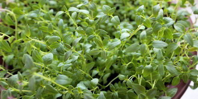 Рецепт закусочные яичные маффины