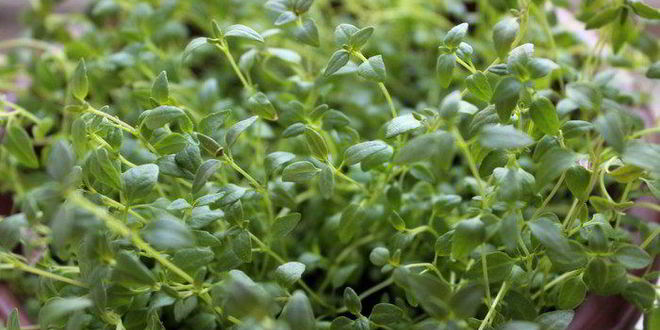 Рецепт закусочные яичные маффины