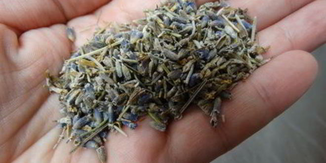 Рецепт лавандового печенья