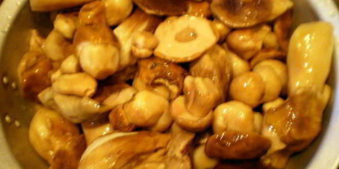 Рецепт белые грибы замороженные на зиму