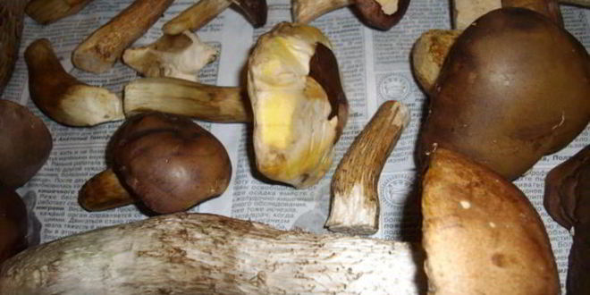 Рецепт грибы сушеные