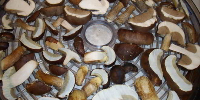 Рецепт грибы сушеные