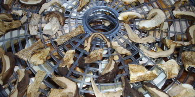 Рецепт грибы сушеные