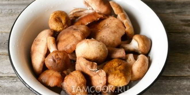 Рецепт икра из опят с чесноком на зиму