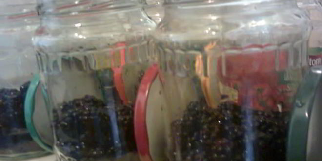 Рецепт компот из ежевики